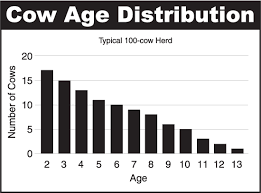 In order to produce, how much more does she require? Beeftalk Age And Weight Are Cow Herd Dynamics Beef2live Eat Beef Live Better