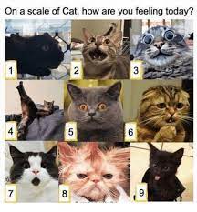 Caption your own images or memes with our meme generator. On A Scale Of Cat How Are You Feeling Today Today Meme On Me Me