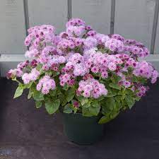 Cloud Nine Pink Ageratum Flower Seeds Beautiful Flowers Annual Flowers