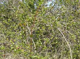 Image result for Carissa spinarum