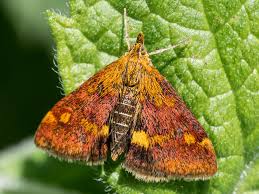 Image result for Pyrausta aurata
