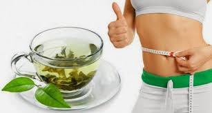 Does Green Tea Extracts Helps In Weight Loss Quora