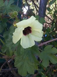 Image result for Hibiscus diversifolius