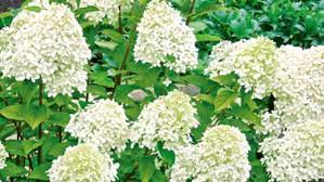 Theyre unusual plants with whorls of blue grey leaves that are topped by lime green flowers which are not dissimilar to shreks ears. Gardening Guru Lynda Hallinan On Nz S Most Lovable Shrubs Stuff Co Nz