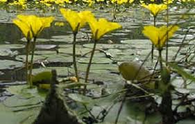 Image result for Submerged Floating Plants