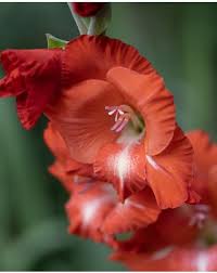 Image result for Gladiolus zambesiacus