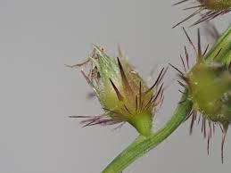 Image result for Cenchrus