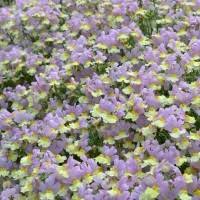 Image result for Nemesia lilacina