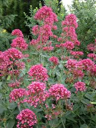 Image result for Centranthus