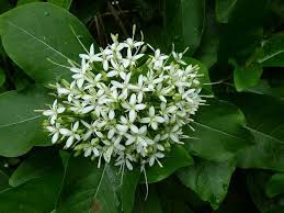 Image result for Pavetta