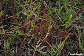 Image result for Laurembergia tetrandra