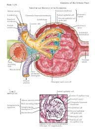 • summarize the evidence that the renal corpuscle forms an ultrafiltrate. Glomerulus The Glomerulus Or Renal Corpuscle Consists Of The Glomerular Capillaries And The Epi Basement Membrane Medical School Studying Medical Knowledge