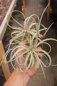 Image result for Ottelia exserta