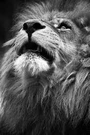 Black And White Lion Wallpaper Iphone Majestic Lion Black And White Black And White Lion Lion Hd Wallpaper Lion Wallpaper