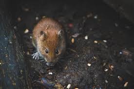 Check spelling or type a new query. How To Get Rid Of Mice Tips And Tricks Say Yes To Ses