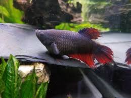 Egg Bound Female What To Do To Help Bettafish