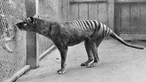 A group dedicated to thylacines. Bzsqgpudahu9 M