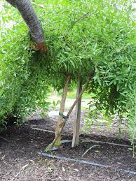 How To Grow Goji Berries At Home The Hip Homestead Growing Goji Berries Berry Plants Plants
