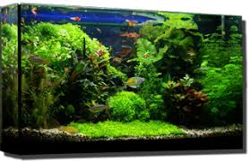 Http Happytanks Biz Wp Content Uploads 2012 05 Planted Png