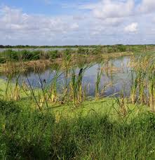 Ritch grissom memorial wetlands also known as the viera wetlands, the ritch grissom memorial wetlands is one of the top melbourne, fl highlights. Find A Beautiful Pocket Of Florida At The Ritch Grissom Memorial Wetlands At Viera Viera Wetlands Drive Around The Ponds O Wetland Invasive Species Outdoor