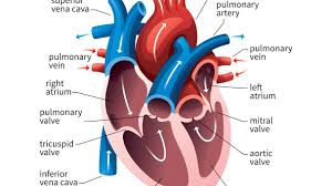 Contraction of the ventricle forces the blood into the capillary networks of the gillswhere gas exchange occurs. Evolution Of The Human Heart Into Four Chambers