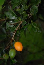 Image result for Mimusops obtusifolia