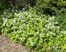 Image result for Allium ursinum