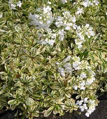 Image result for Arabis