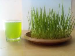 It also contains, vitamins a, c, e, k, b6, potassium, thiamin wheatgrass is also high in chlorophyll, which has an almost identical chemical structure to hemoglobin, a protein in your red blood cells that helps. How To Grow Wheat Grass At Home Without Soil In Hindi How To Make Wheat Grass Juice At Home Benefits Of Wheat Growing Wheat Grass Wheat Grass Growing Wheat