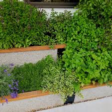 How to start a medicinal herb garden. Creating A Medicinal Herb Garden Reno Green Landscaping