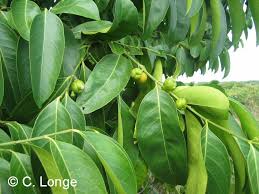 Image result for Suregada procera