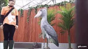 Shoebill Stork Shoebill Shoebill Stork Cute Animals