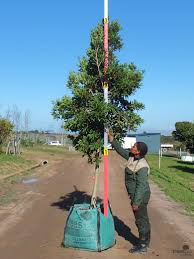 Image result for Ilex mitis