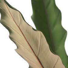 747 likes · 1 talking about this · 2 were here. Zimmerpflanze Alocasia Lauterbachiana Ohne Ubertopf Kaufen Sense Of Home