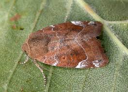 Image result for Cosmia diffinis