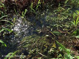 Image result for Potamogeton octandrus