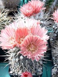 A bulbous plant that is ideal for patios and balconies. 140 Plants Of The Southwest Ideas Plants Cactus Plants Of The Southwest