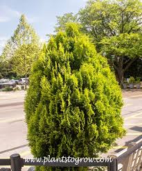 Image result for Platycladus orientalis