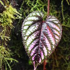 Image result for Cissus