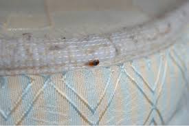 Consequently, why bed bugs keep coming back? How Do I Get Rid Of Bed Bugs Dm Pest Control
