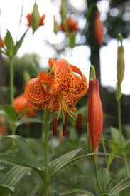 Native perennials are indigenous to the united states and canada. Michigan Lily Perennial Lilium Michiganense Wildflower Seed Packet Annual Biennial Seeds Plants Seeds Bulbs