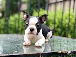 Puppies for sale australia nsw. Boston Terrier French Bulldog Puppies For Sale Sydney