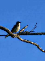 T.W. Drain Family Descendents