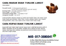 Ia mengandungi kandungan tertinggi tiga komposit aktif utama iaitu flavonoids, saponins dan bitter alkaloid. Buah Tunjuk Langit Murah Buah Tunjuk Langit Murah Rm 15