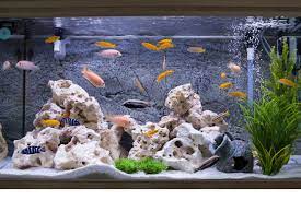 How Long Can A Fish Go Without A Filter: Can It Live Without It?