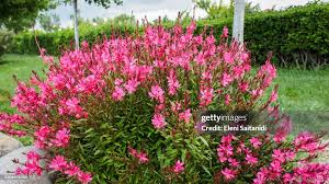 Image result for Oenothera lindheimeri