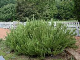 Check spelling or type a new query. How To Grow Rosemary Plants General Planting Growing Tips