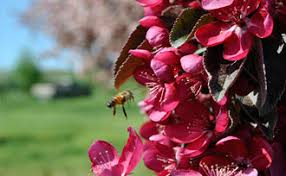 Note, our trees are bare rooted and we only ship in winter: The Importance Of Fruit Tree Pollination Stark Bro S