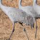 Dr. Armin Rembe Lecture Series: New Mexico’s Migratory Birds