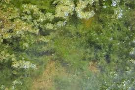 Image result for Najas graminea